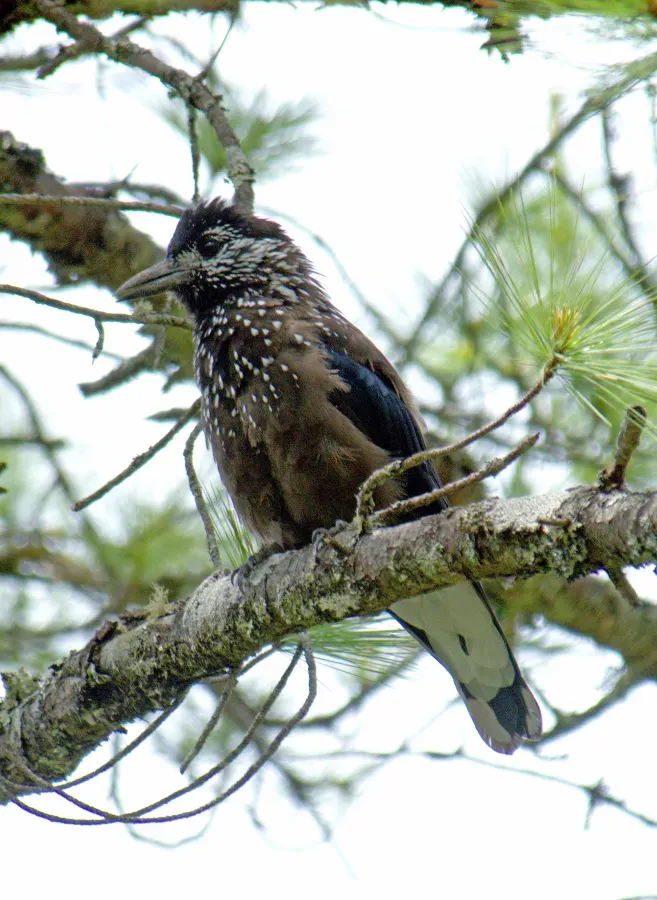 File:Southern Nutcracker Nucifraga hemispila macella, Bhutan, by Dr. Raju Kasambe 2.jpg