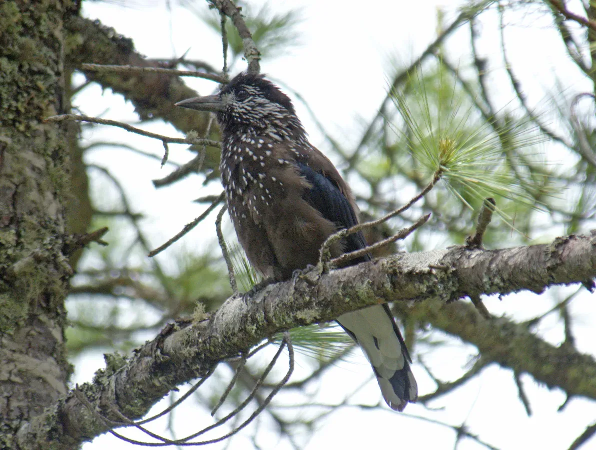 File:Southern Nutcracker Nucifraga hemispila macella, Bhutan, by Dr. Raju Kasambe 1.jpg