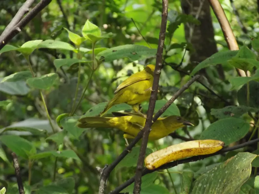 File:Catirumbava, Orthogonys chloricterus.jpg
