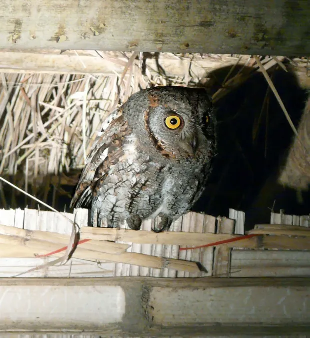 File:Oriental Scops Owl Otus sunia, Suklaphanta, Nepal.jpg