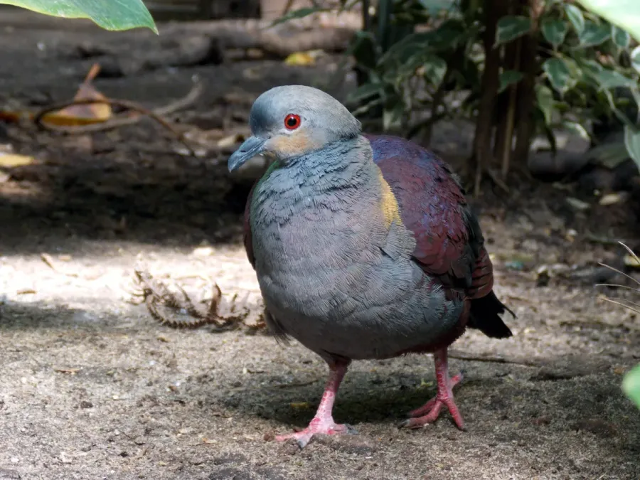 File:Jamaika-Erdtaube (Geotrygon versicolor) im Vogelpark Walsrode, Deutschland.jpg