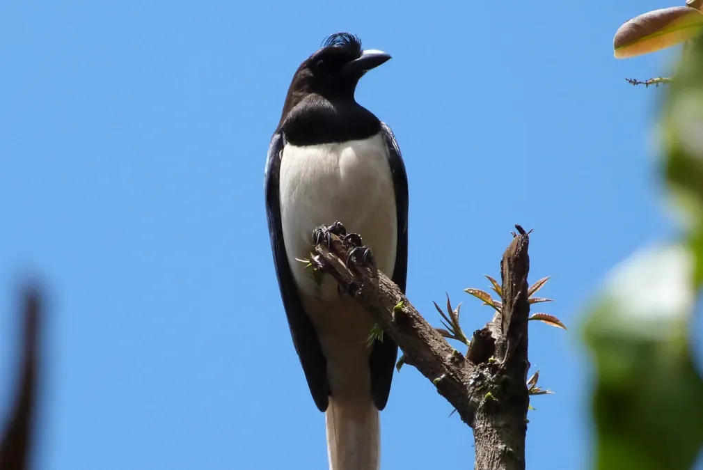 File:Cyanocorax cristatellus.8.jpg