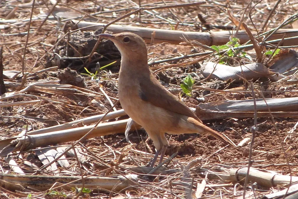 File:Furnarius rufus.15.jpg
