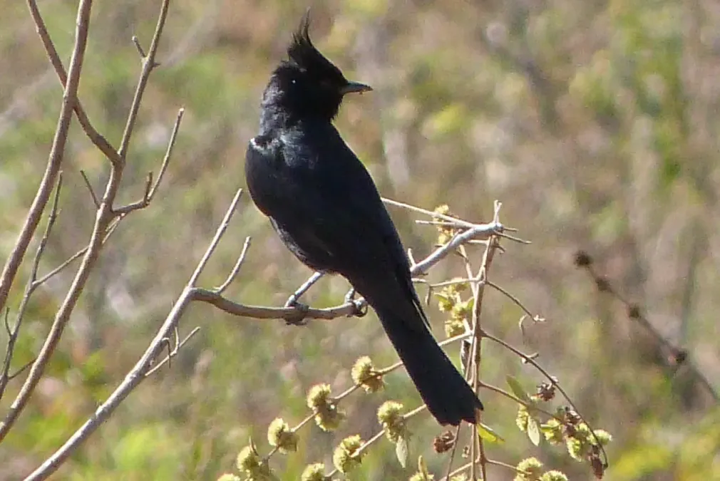 File:Knipolegus lophotes03.jpg