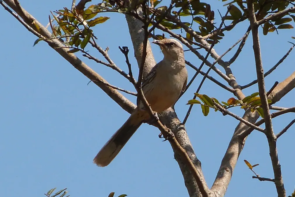 File:Mimus saturninus.01.jpg