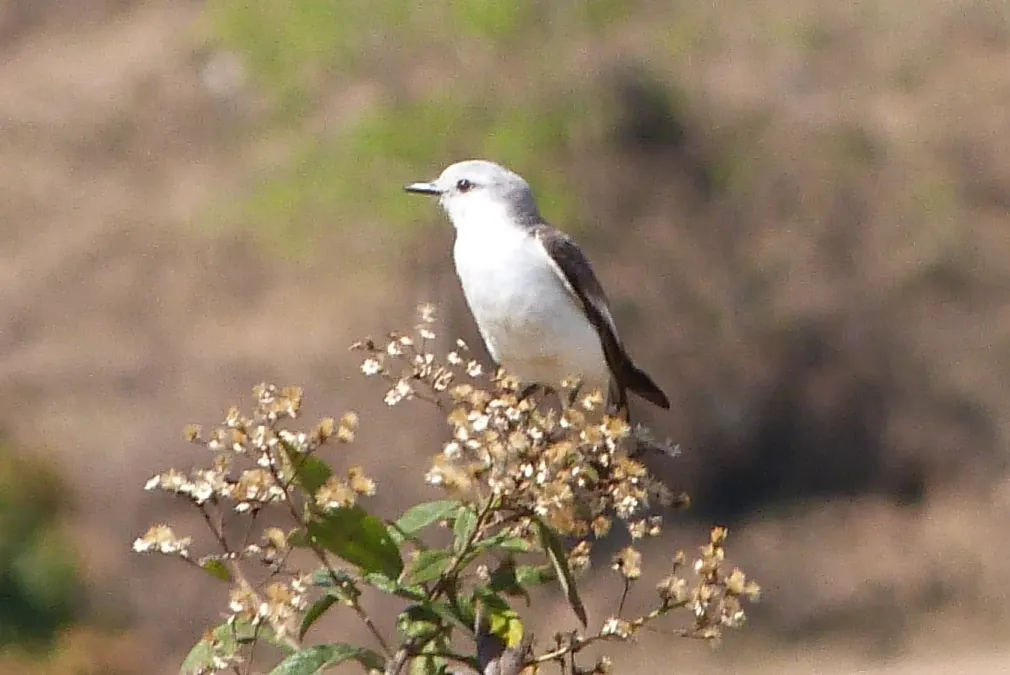 File:Xolmis velatus.jpg