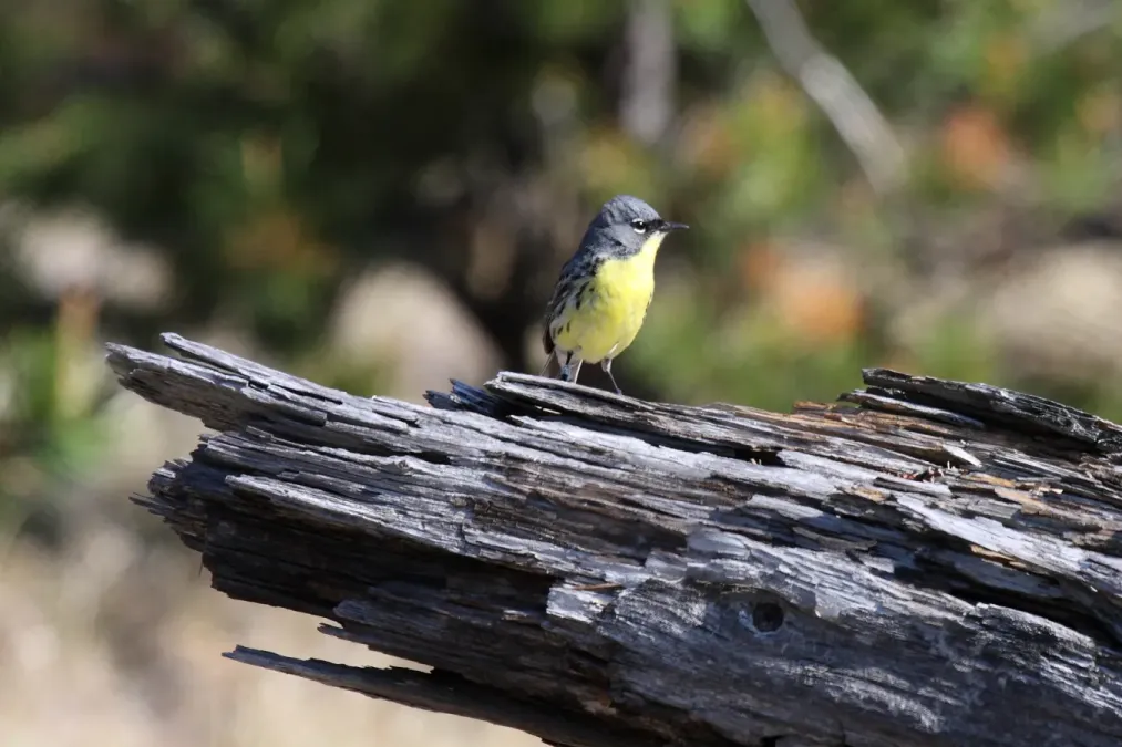 File:Kirtland's Warbler (Setophaga kirtlandii) male.jpg
