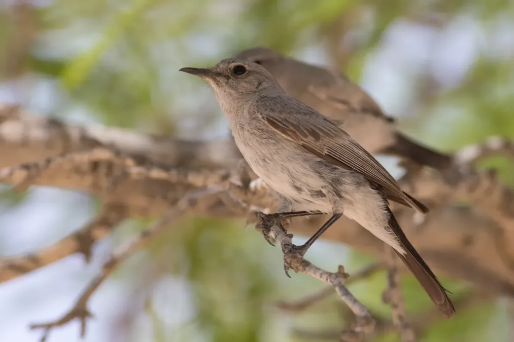 File:Oenanthe melanura ,Israel.jpg