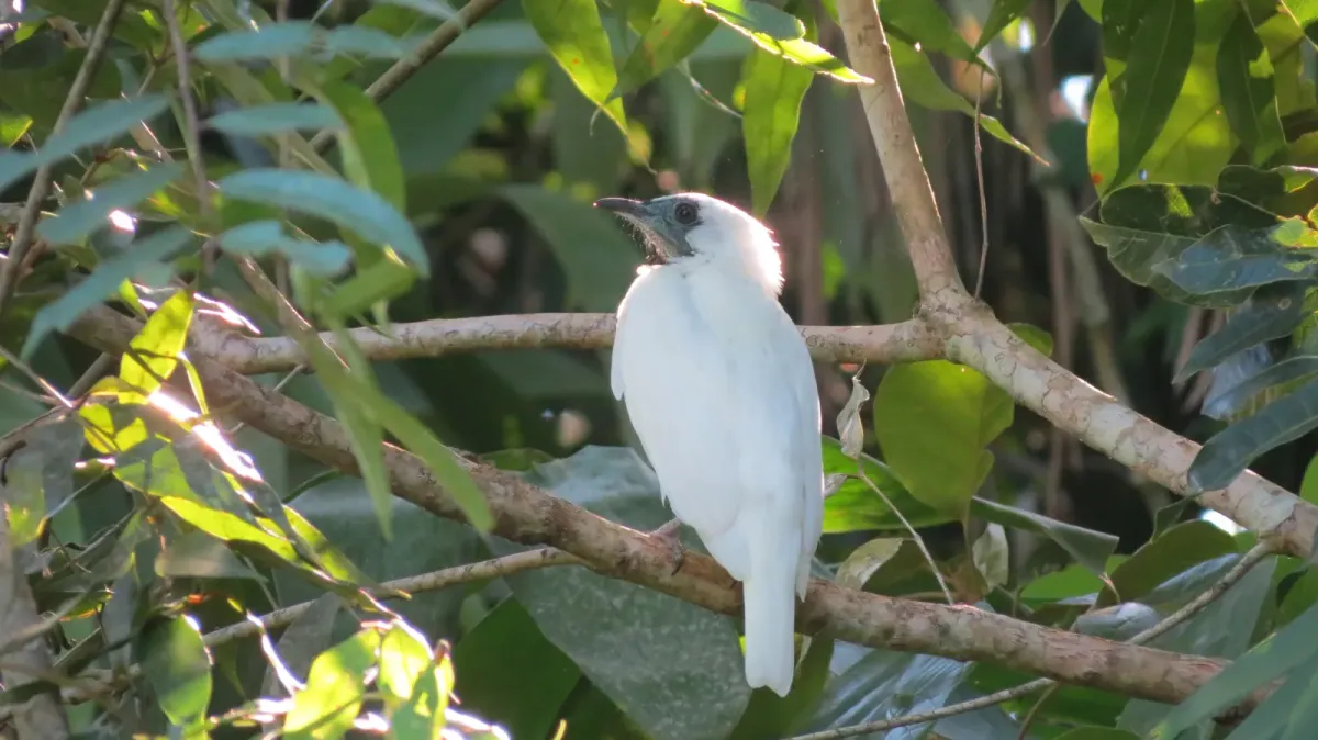 File:Procnias nudicollis , araponga , floresta.jpg