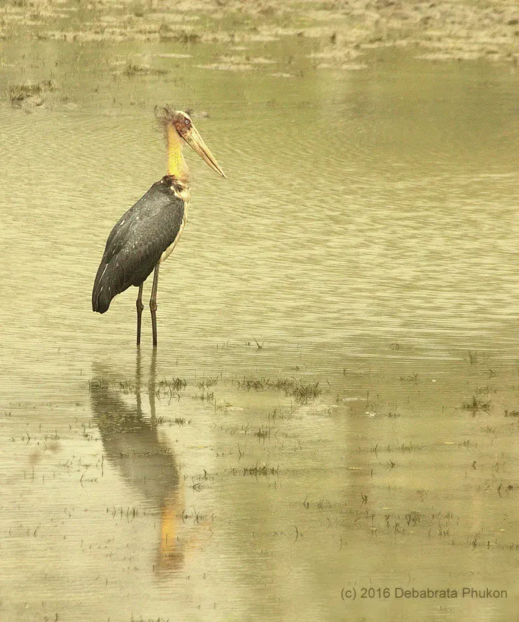 File:Lesser Adjutant Stork (Leptoptilos javanicus).jpg