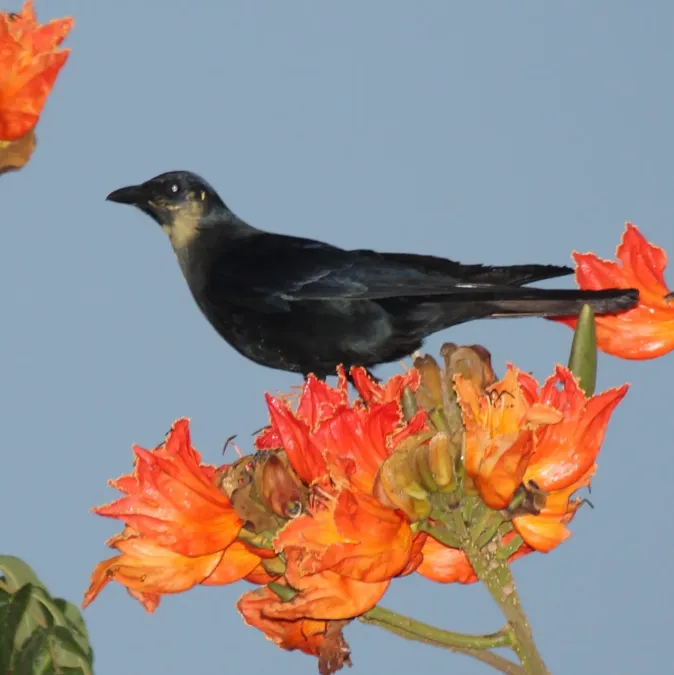 File:Corvus sinaloae (cropped).jpg