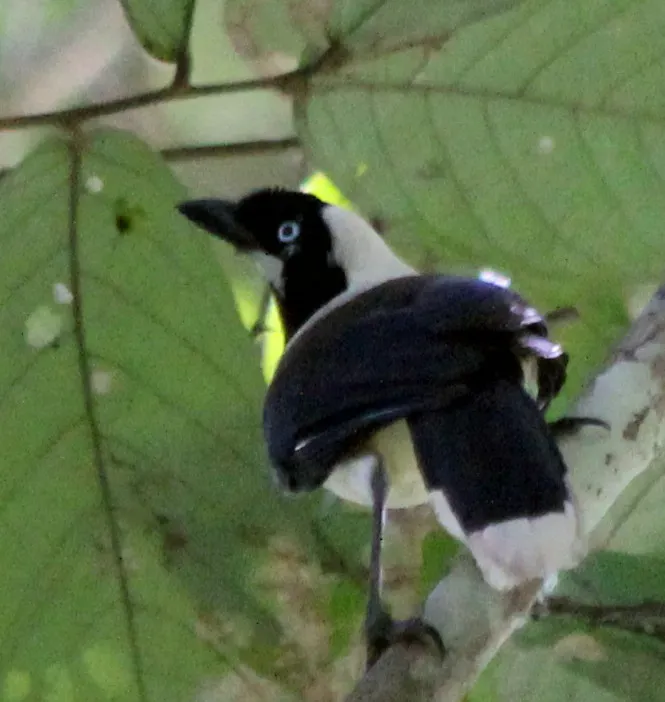 File:Cayenne Jay (Cyanocorax cayanus) (cropped).jpg