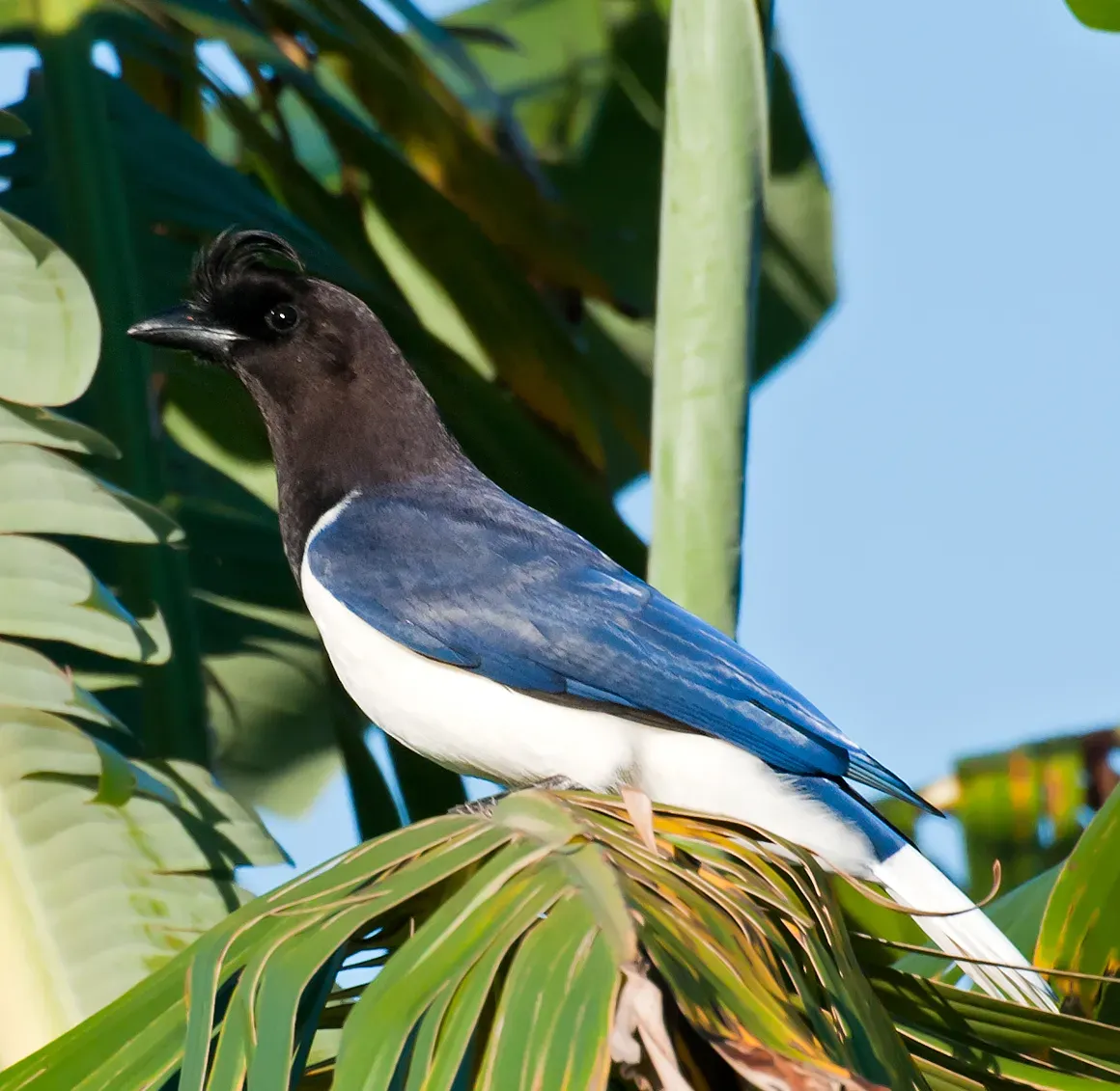 File:Cyanocorax cristatellus -Piraju, Sao Paulo, Brazil-8 (cropped).jpg