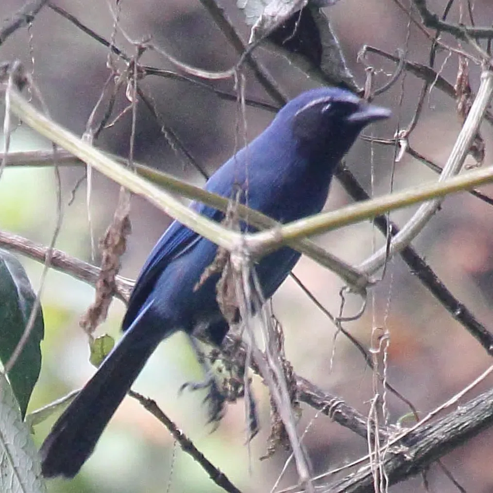 File:Cyanolyca pumilo (cropped).jpg