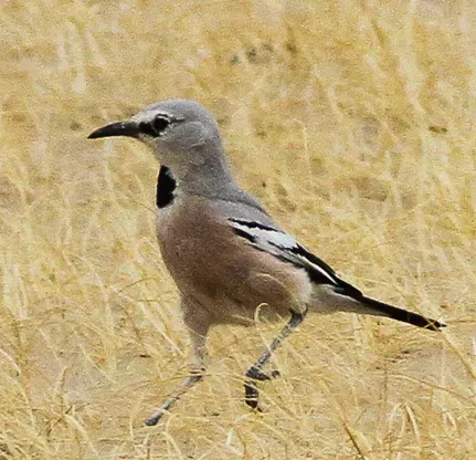 File:Pander's Ground Jay (Podoces panderi) (8079418356) (cropped).jpg