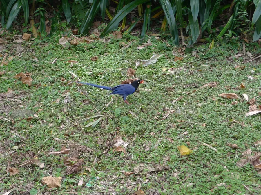 File:Taiwan blue magpie (Urocissa caerulea).jpg