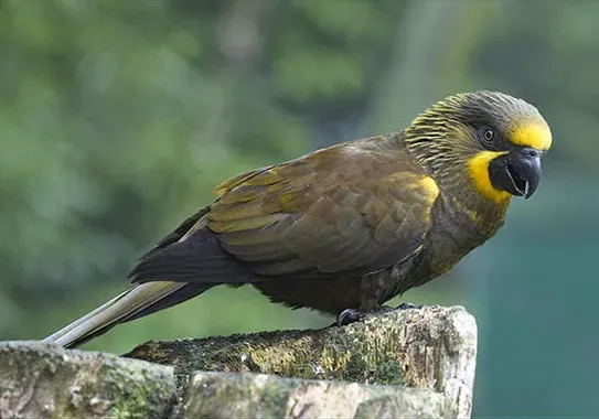 File:Brown Lory (Chalcopsitta duivenbodei)-7.jpg