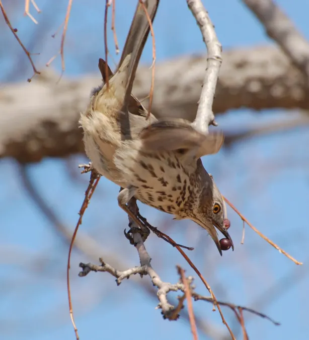 File:Sage thrasher (Oreoscoptes montanus) (3443244840).jpg