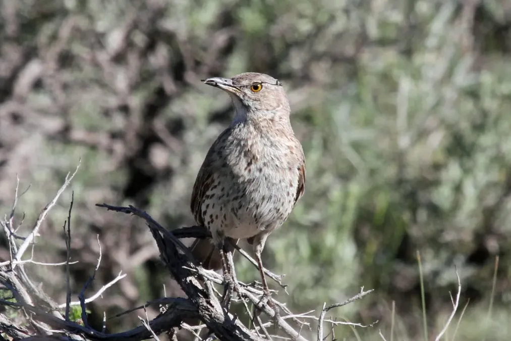 File:Sage thrasher (Oreoscoptes montanus) (5922597038).jpg