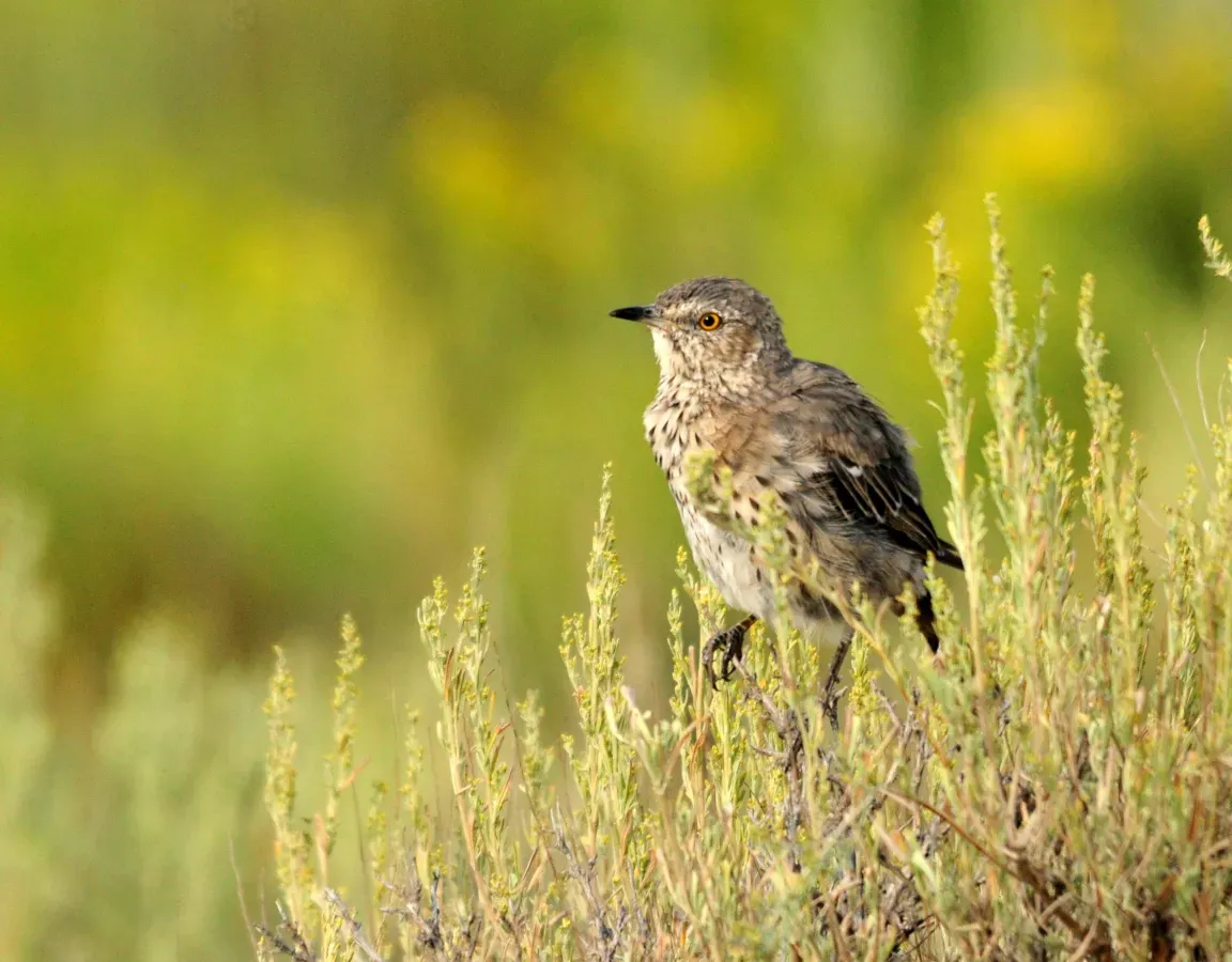 File:Sage thrasher (Oreoscoptes montanus) Seedskadee National Wildlife Refuge (20331556608).jpg