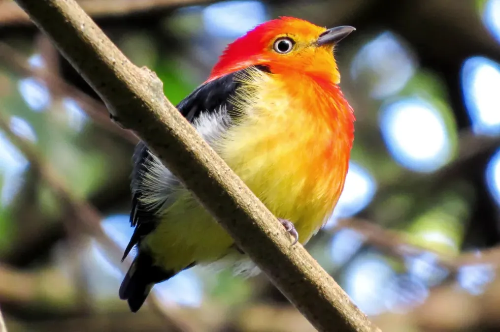 File:Uirapuro Laranja ( Pipra fasciicauda).jpg