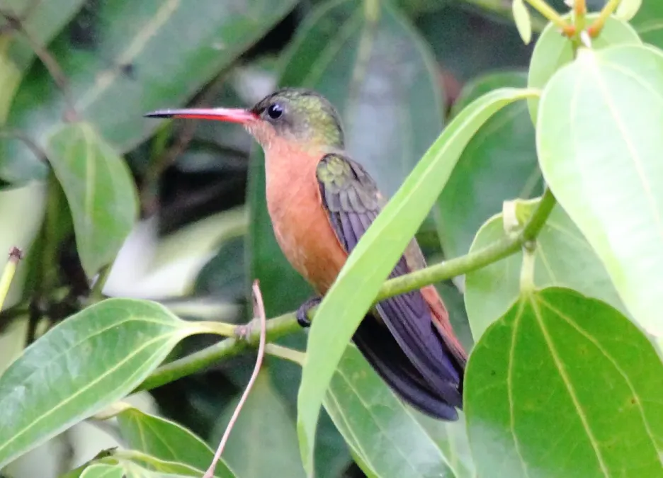 File:Cinnamon Hummingbird (Amazilia rutila) (cropped).jpg