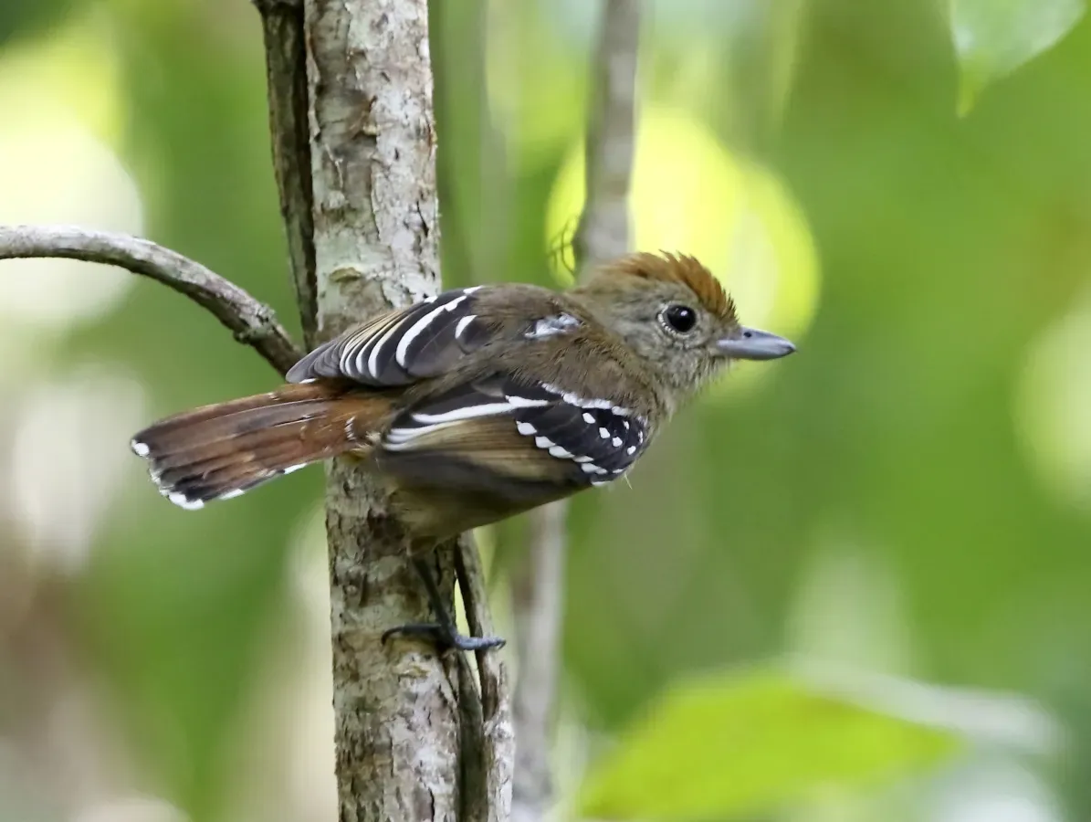 File:Thamnophilus ambiguus - Sooretama slaty antbird (female) 01.jpg
