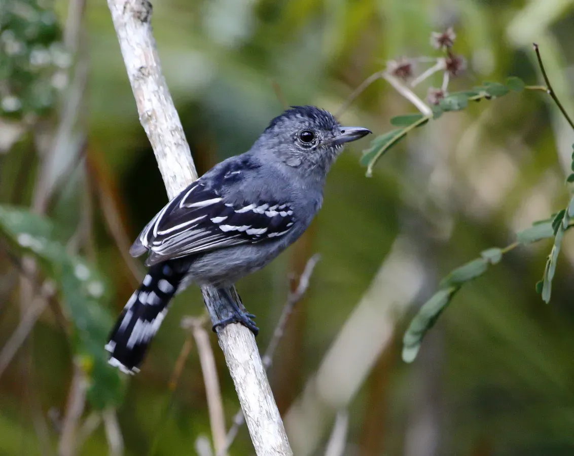 File:Thamnophilus ambiguus - Sooretama slaty antbird (male).jpg