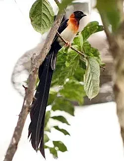 File:Stavenn Vidua paradisaea 1.jpg