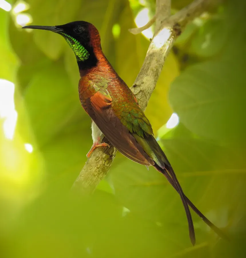 File:Crimson Topaz (Topaza pella).jpg