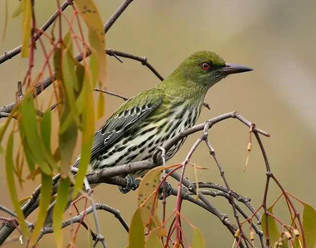 File:Olive-backed Oriole (Oriolus sagittatus) (16640844194) (cropped).jpg