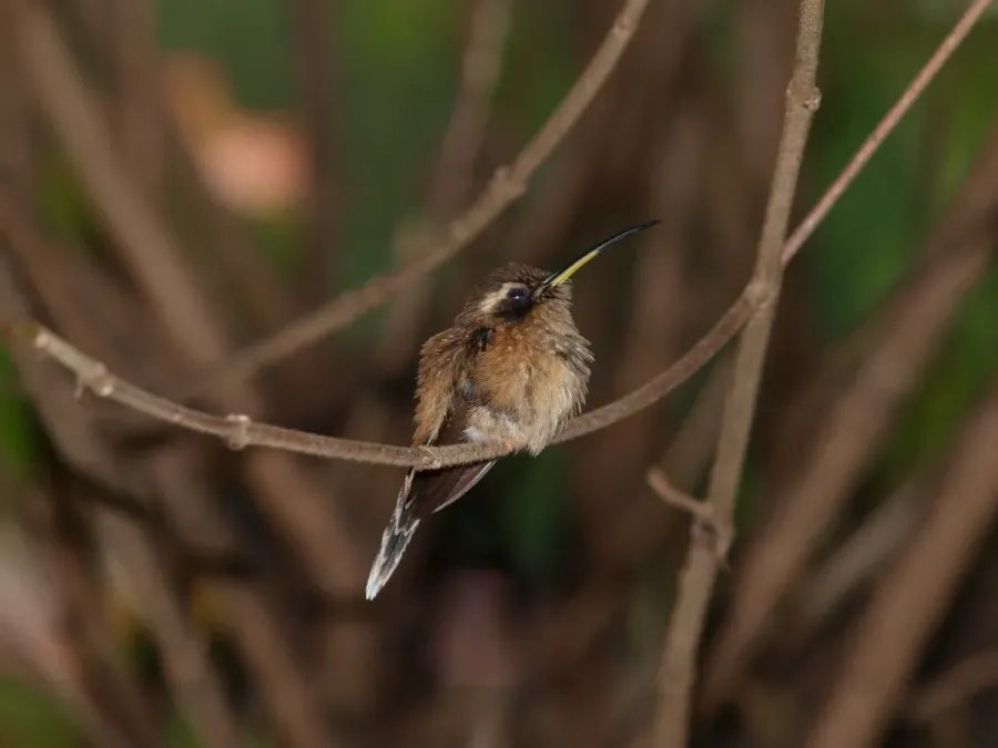 File:Colibrí Ermitañito Gargantirayado Stripe-Throated Hermit Phaethornis Striigularis Parque Nacional Henri Pittier Aragua Venezuela 06.jpg
