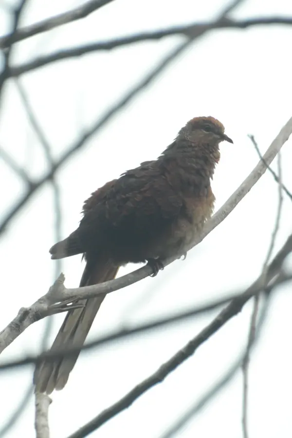 File:Macropygia amboinensis - Siau Island (2).jpg