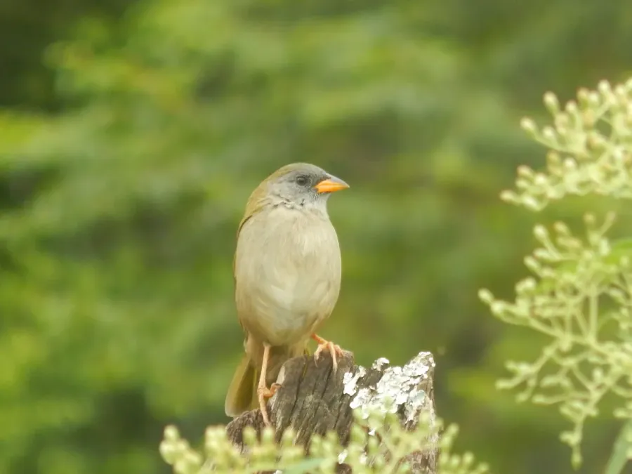 File:Sabiá-do-banhado (Embernagra platensis).jpg