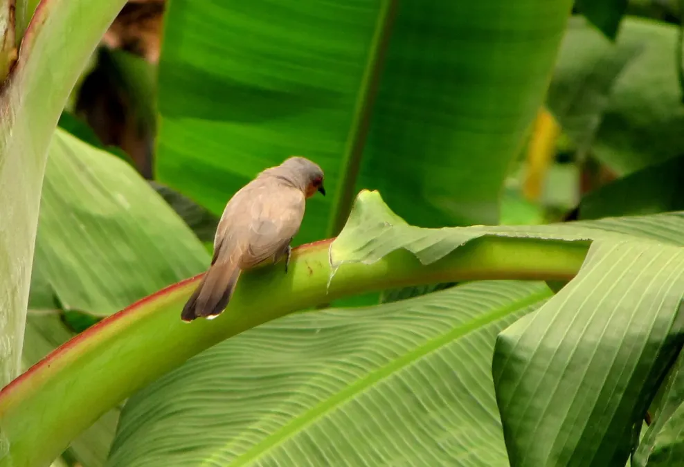 File:Coccycua pumila (Cuco o Cuclillo enano) (14467496173).jpg