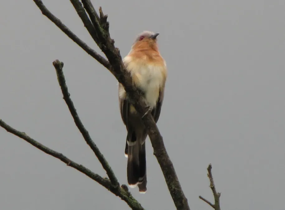 File:Coccycua pumila (Cuco o Cuclillo enano) (14260678799).jpg