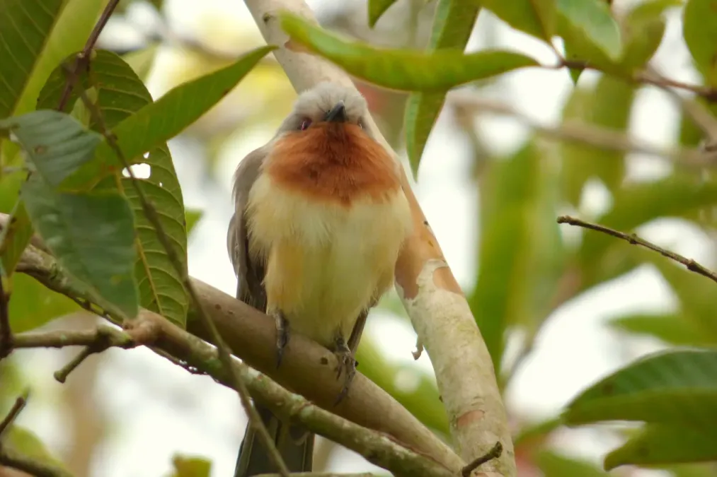 File:Coccycua pumila (Cuco enano) (15592938856).jpg