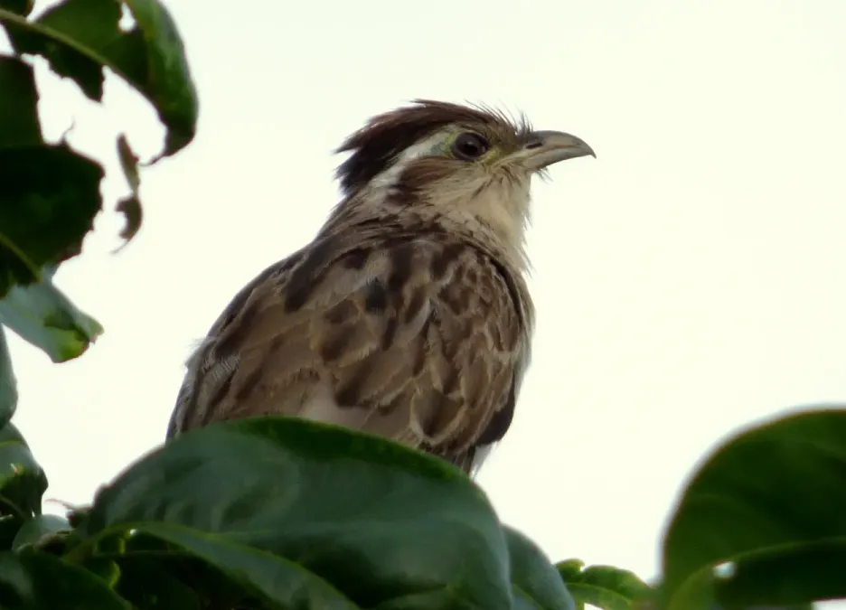 File:Tapera naevia (Trespiés - Sinfín) (14027142535).jpg