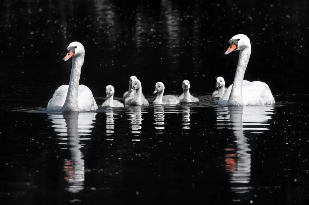 File:Mute swans (Cygnus olor) and cygnets.jpg