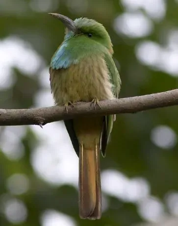 File:Nyctyornis athertoni.jpg