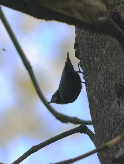 File:Chestnut-bellied Nuthatch Sitta cinnamoventris by Dr. Raju Kasambe.jpg