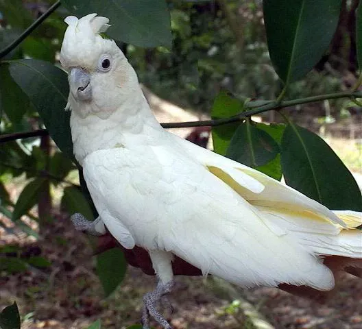 File:Cacatua haematuropygia.jpg