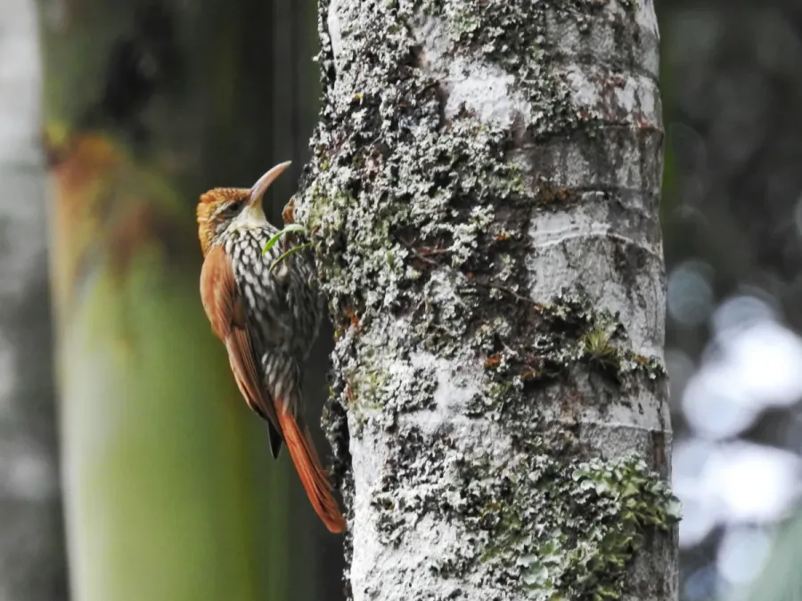 File:Lepidocolaptes squamatus.jpg