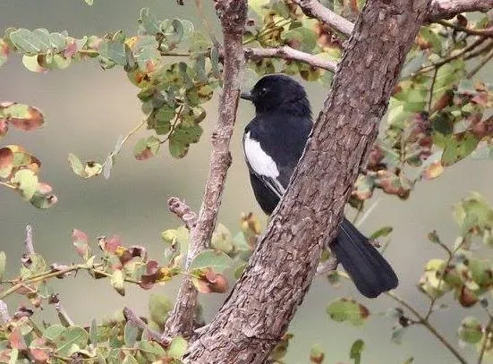 File:Melaniparus leucomelas insignis, Cuanavale-rivier, Birding Weto Tours, a.jpg