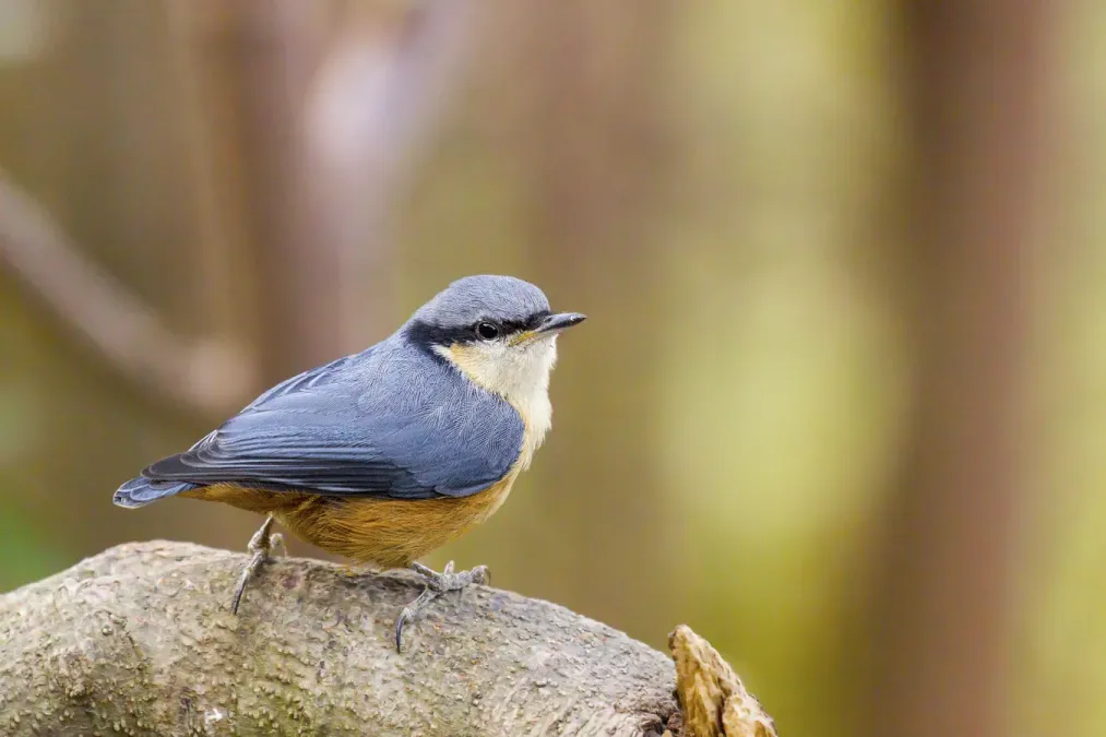 File:White-tailed Nuthatch Sitta himalayensis perches on a branch, India 2016.jpg