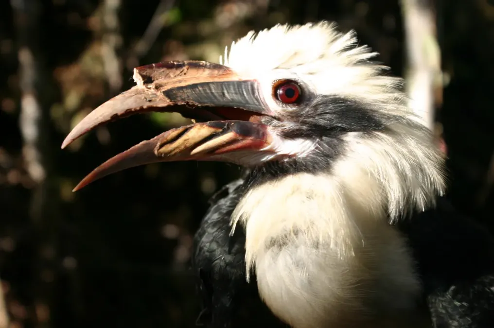 File:Penelopides affinis 2.jpg
