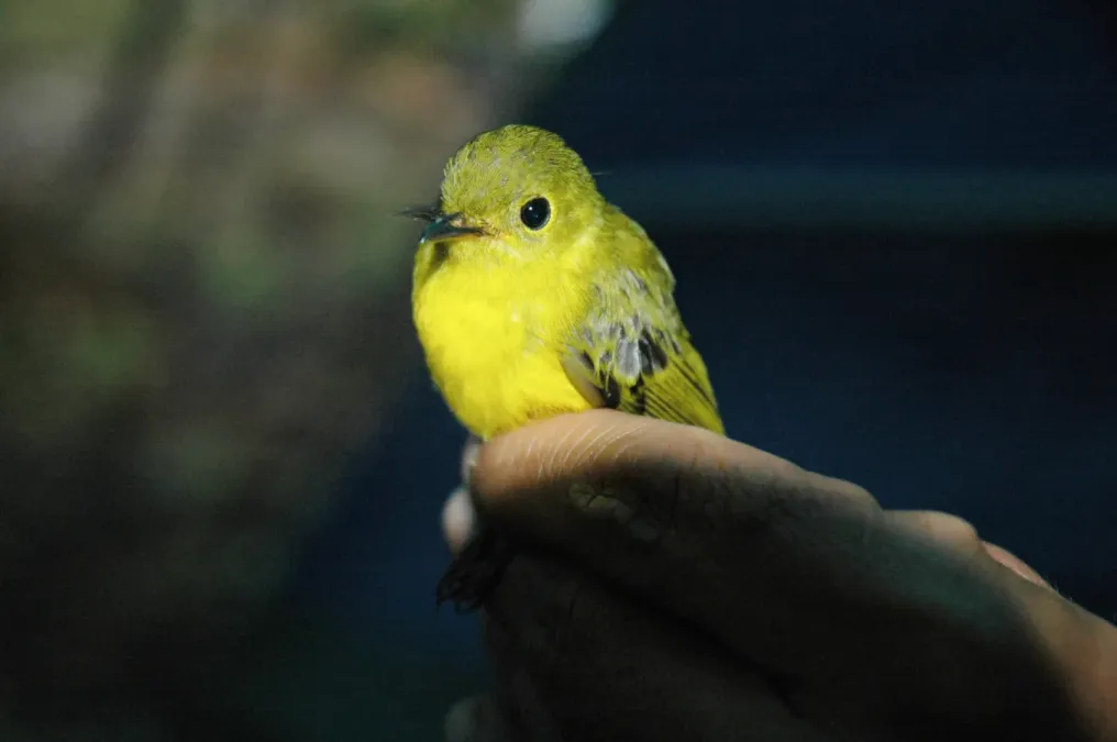 File:Culicicapa helianthea 2.jpg