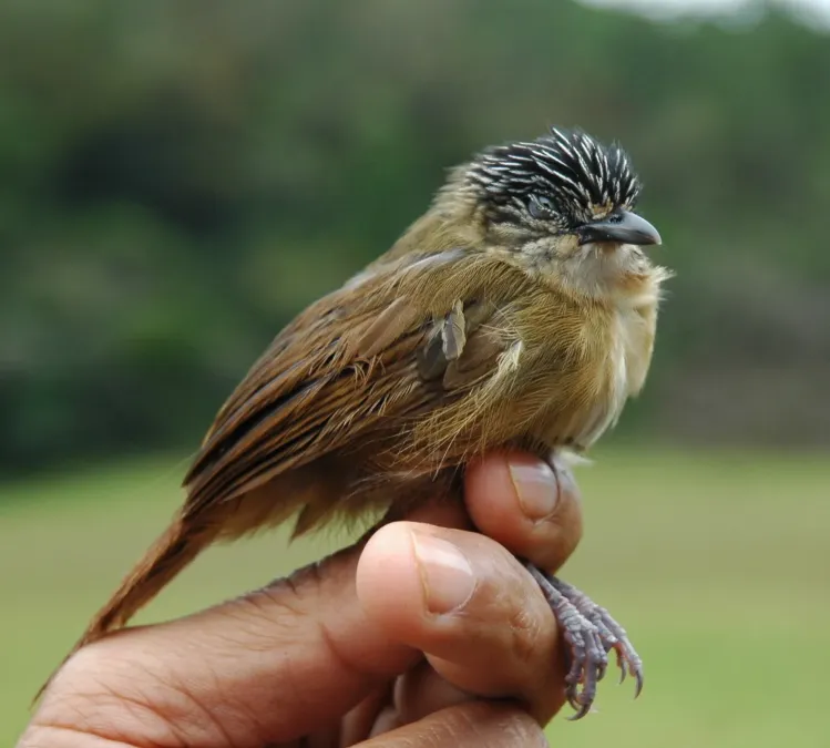 File:Macronus striaticeps.jpg
