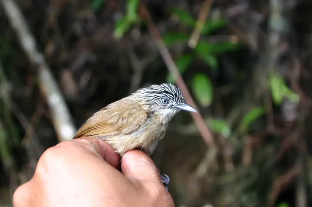 File:Macronus striaticeps 2.jpg