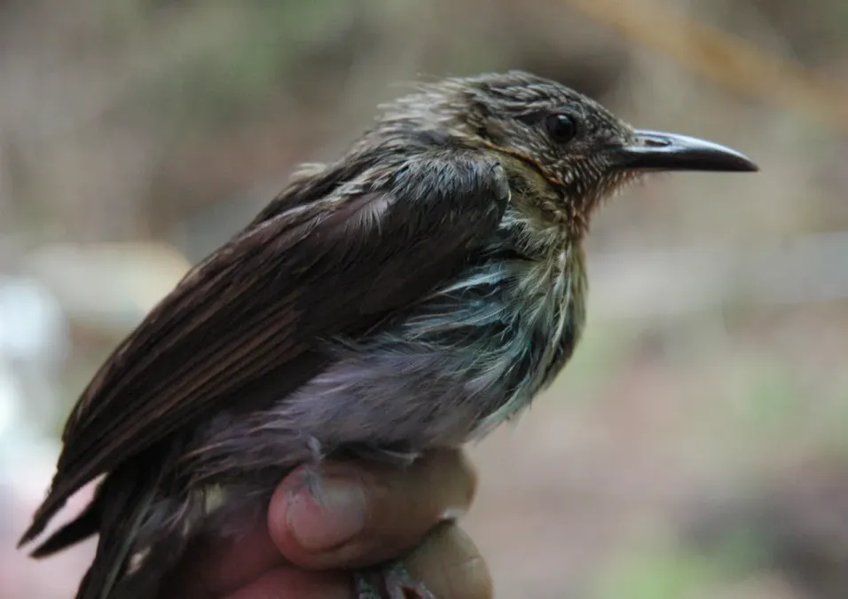 File:Hypsipetes philippinus in hand.jpg